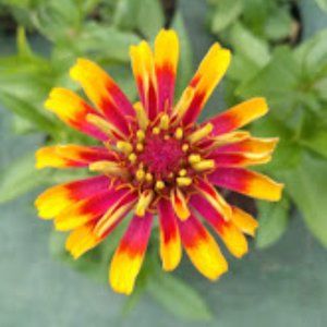 Meet your Posher, Lorraine